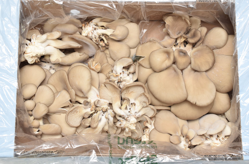 StePacPPC’s New Sustainable Packaging Boosts Exotic Mushroom Longevity